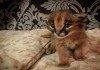 Фото Шикарный котенок каракала