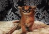 Фото Шикарный котенок каракала